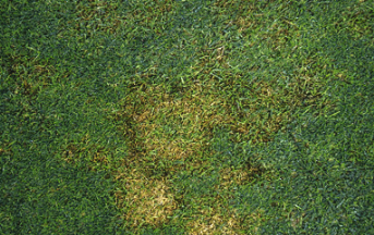 entwicklung pilzkrankheiten 02 pyhtium aphanidermatum