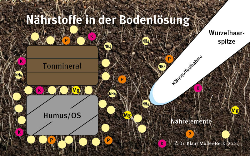 gras wurzeln 02 naehrstoffe bodenloesung