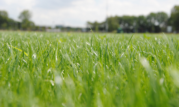 INTERGREEN Hybridrasen 001 vor dem ersten Maehen