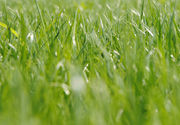 INTERGREEN Hybridrasen Teaser