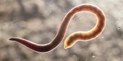 krankheiten_007_regenwurm