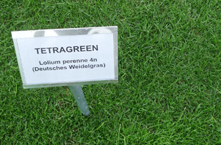 nachsaat strapazierrasen 02 regenerationsmischung
