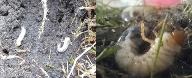 nematoden 02 engerlinge
