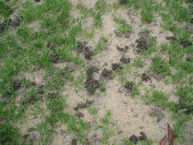 Regenwurmhäufchen auf dem Sportplatz mit Pflege-Besandung